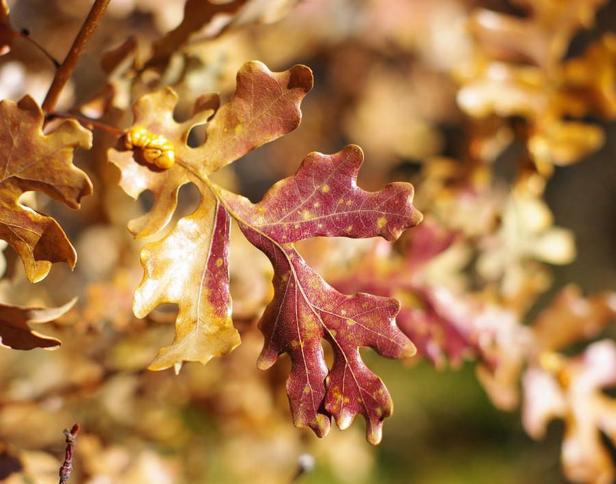 Autumn Oak Leaves, Nature Photography Lost Kat Photography