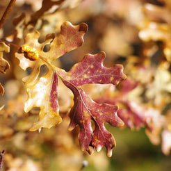 Autumn Oak Leaves, Nature Photography Lost Kat Photography