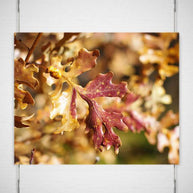 Autumn Oak Leaves, Nature Photography Lost Kat Photography