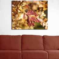 Autumn Oak Leaves, Nature Photography Lost Kat Photography