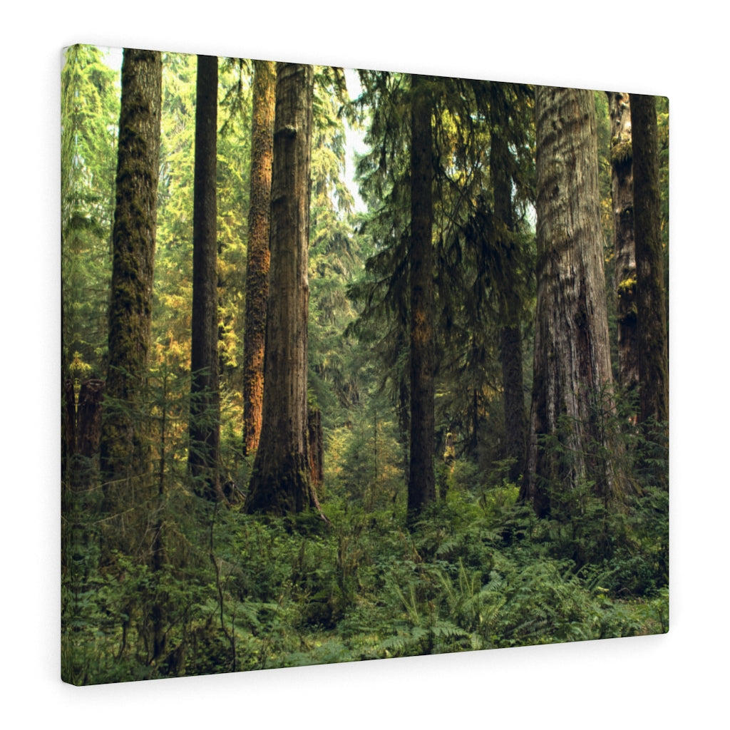 Olympic National Forest Scene Canvas Gallery Wrap – Hoh Rainforest
