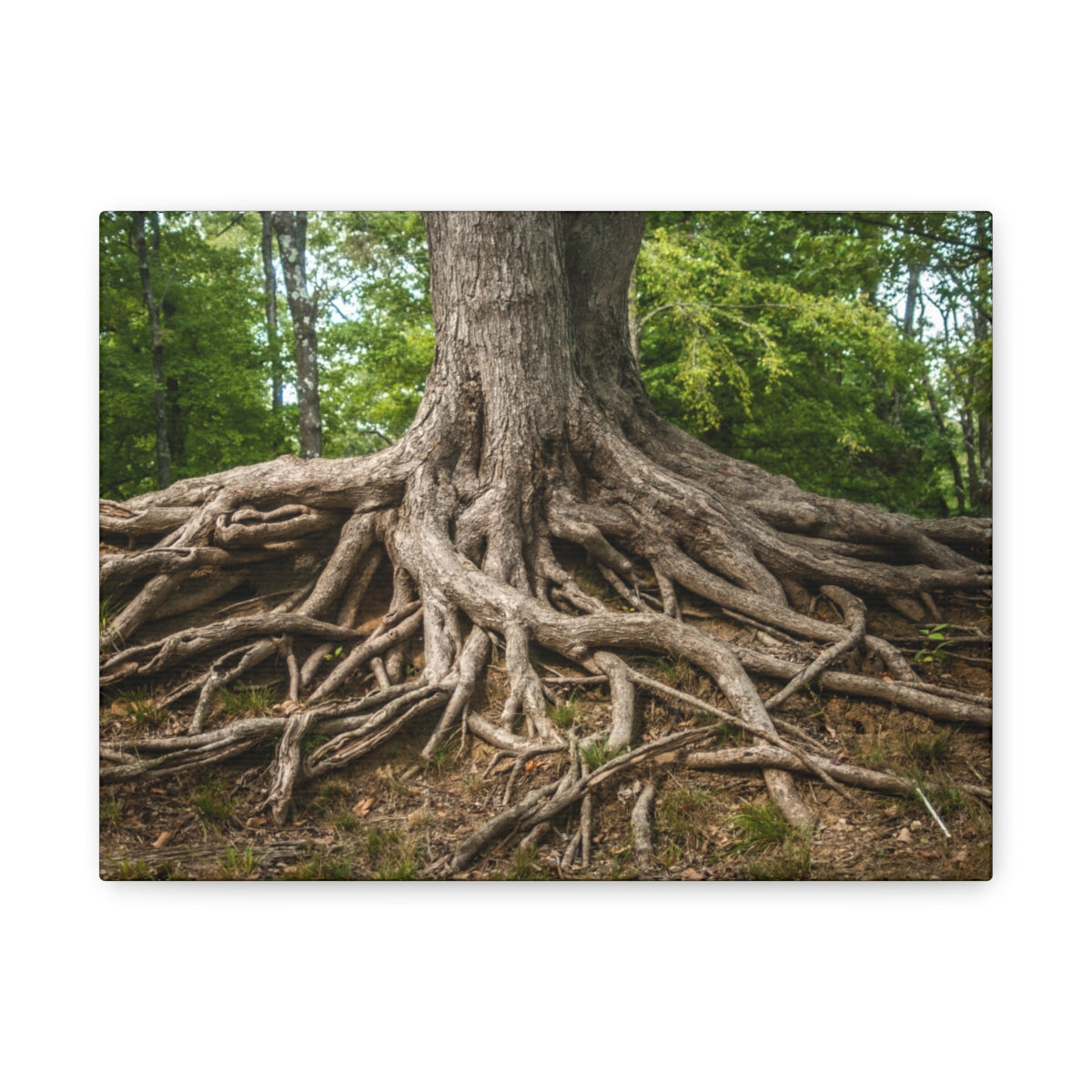 Impression sur toile mate « Racines de l'arbre de vie » - Prêt à accrocher