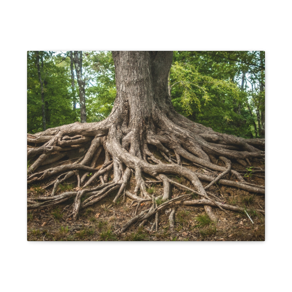 Impression sur toile mate « Racines de l'arbre de vie » - Prêt à accrocher