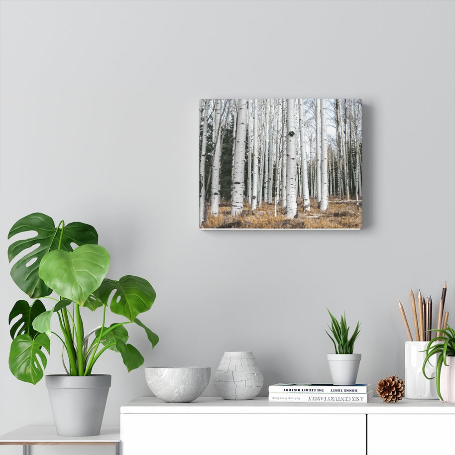 Birkenwald-Leinwand-Galeriefolie, rustikale Wandkunst, Flagstaff Humphrey's Peak