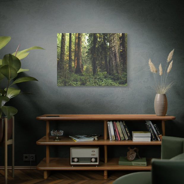 Olympic National Forest Matte Canvas Print - Ready to Hang Art