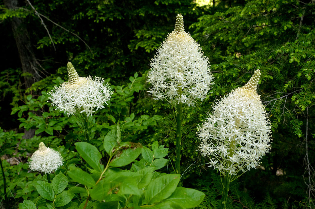 Bear Grass Photo Print Montana Wildflowers Wall Art -