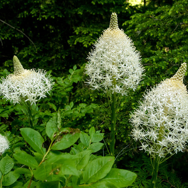 Bear Grass Photo Print Montana Wildflowers Wall Art -