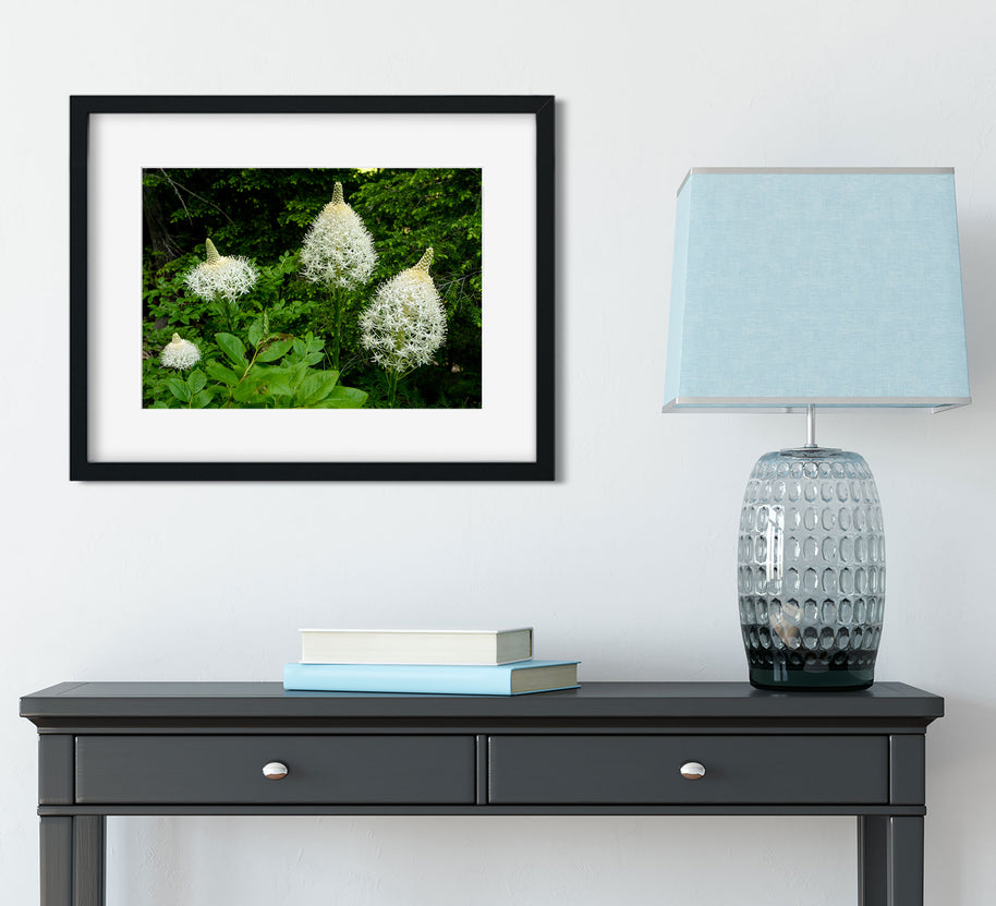 Bear Grass Photo Print Montana Wildflowers Wall Art -