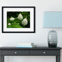 Bear Grass Photo Print Montana Wildflowers Wall Art -