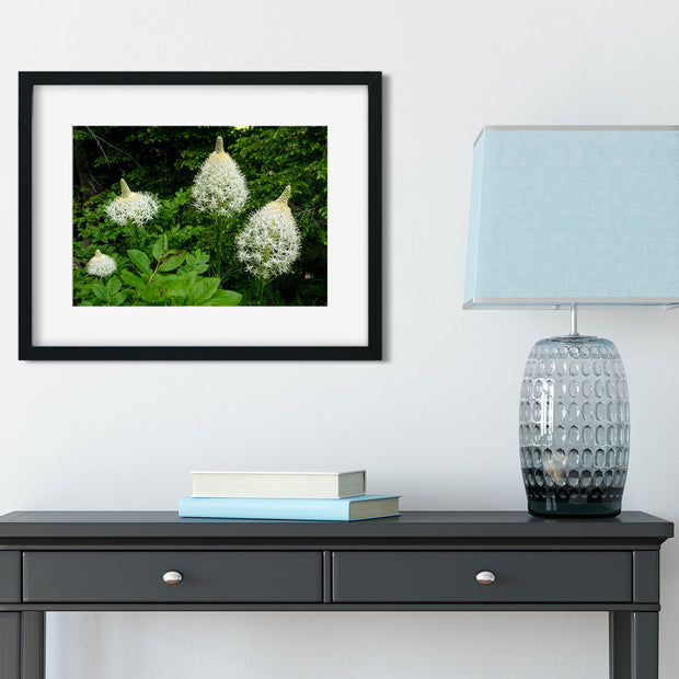 Bear Grass Photo Print Montana Wildflowers Wall Art -