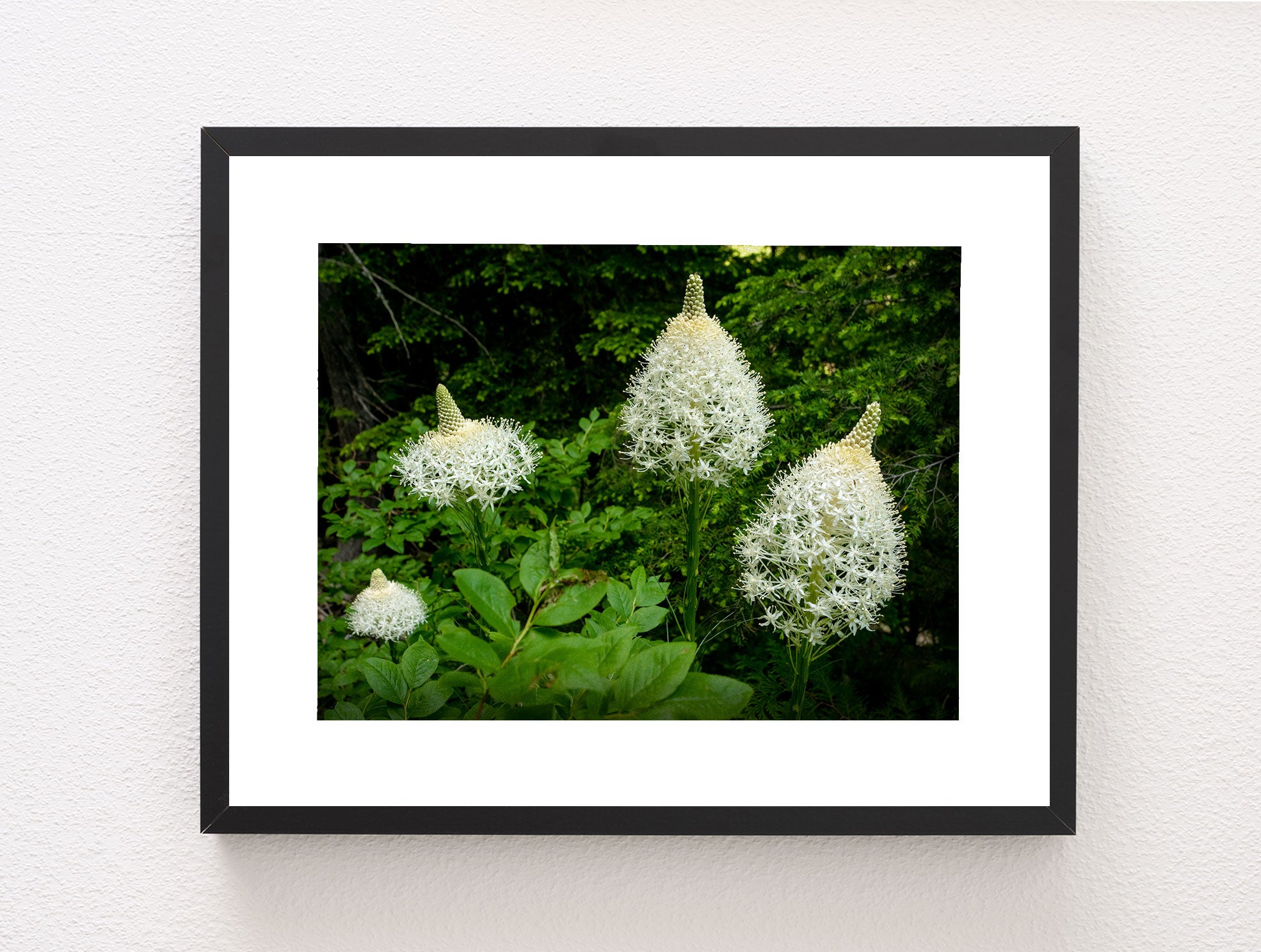 Bear Grass Photo Print Montana Wildflowers Wall Art -
