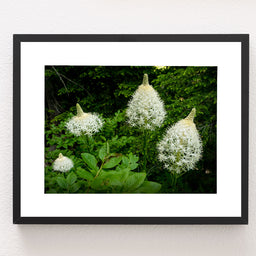 Bear Grass Photo Print Montana Wildflowers Wall Art -