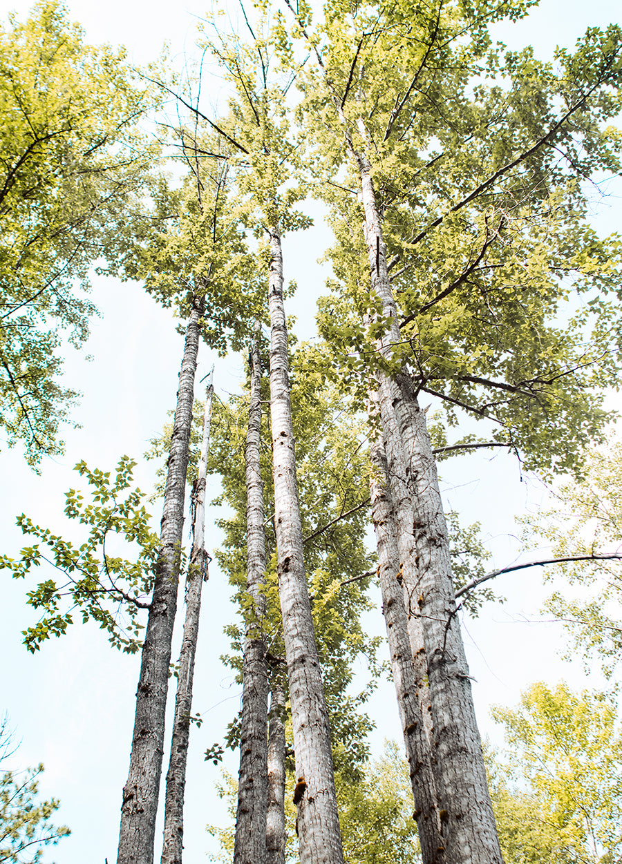 Summer Day Birch Trees Peaceful Nature Photography