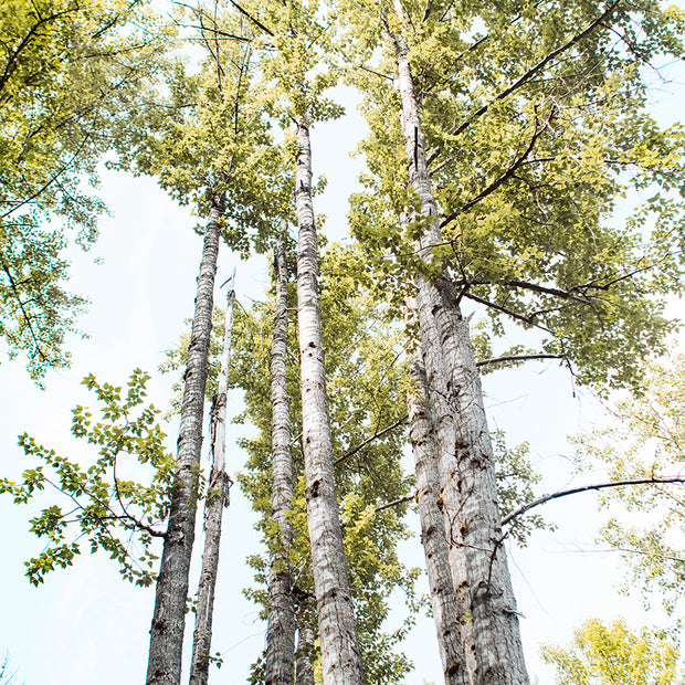 Summer Day Birch Trees Peaceful Nature Photography