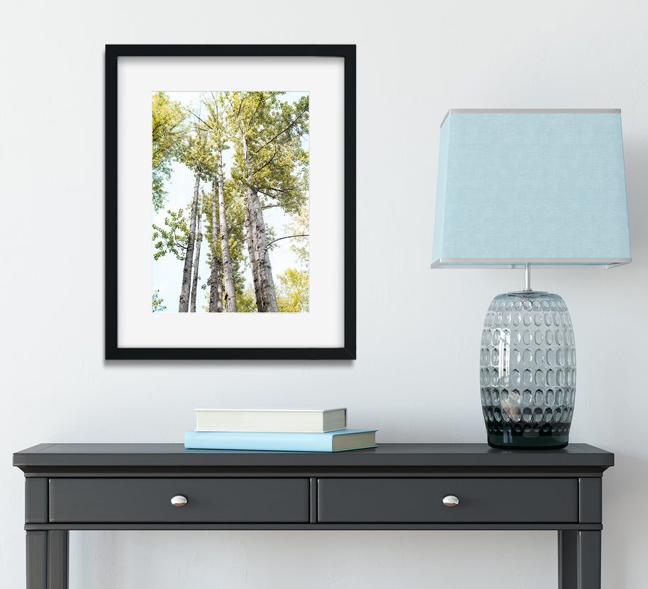 Summer Day Birch Trees Peaceful Nature Photography