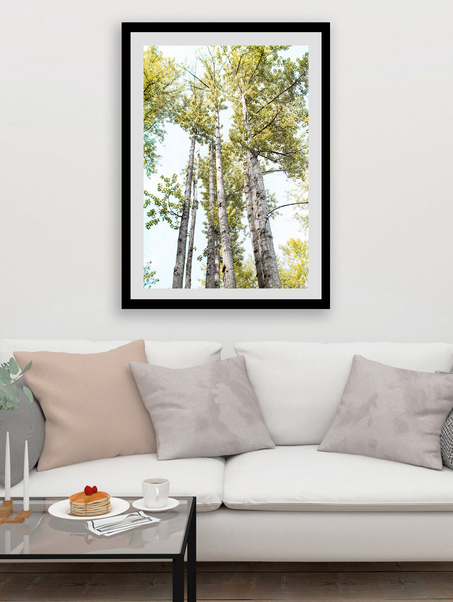 Summer Day Birch Trees Peaceful Nature Photography