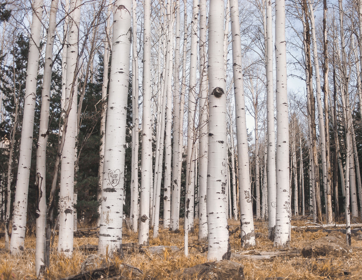 Aspen Forest Photo Print Trees of Reason Flagstaff Wall Art