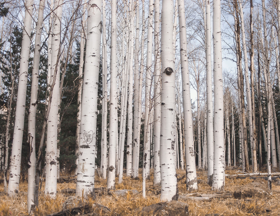 Aspen Forest Photo Print Trees of Reason Flagstaff Wall Art