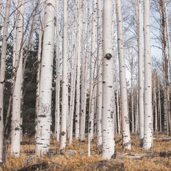 Aspen Forest Photo Print Trees of Reason Flagstaff Wall Art