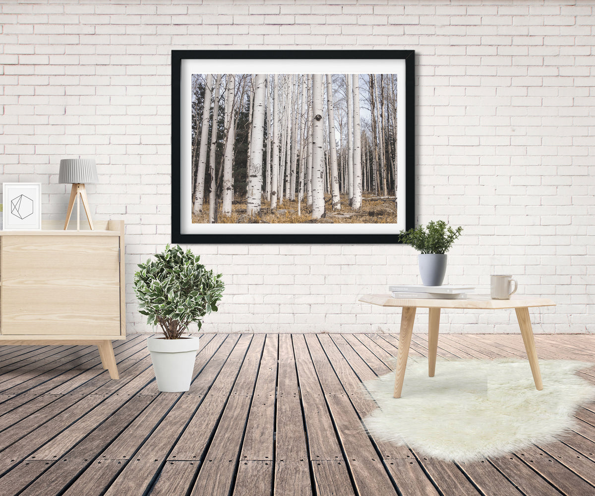 Aspen Forest Photo Print Trees of Reason Flagstaff Wall Art