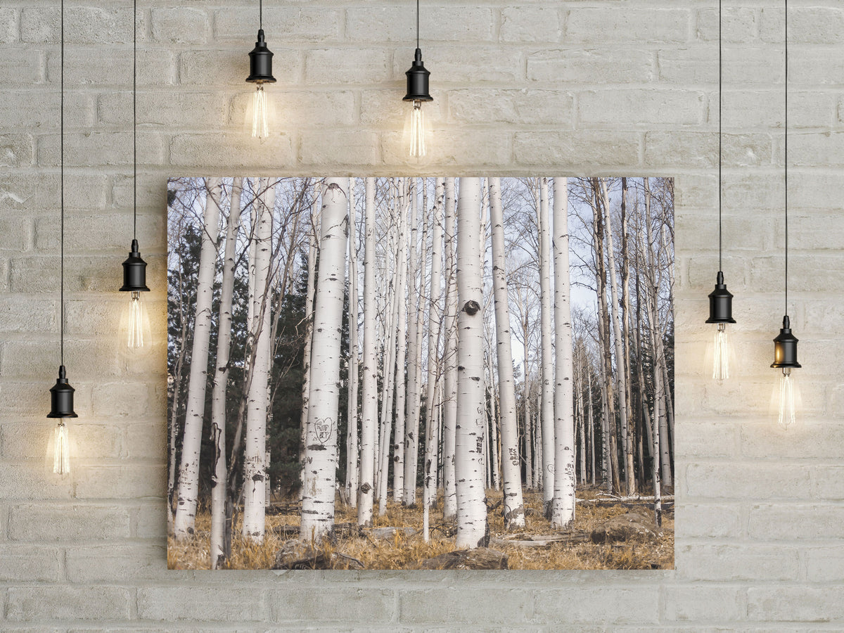 Aspen Forest Photo Print Trees of Reason Flagstaff Wall Art