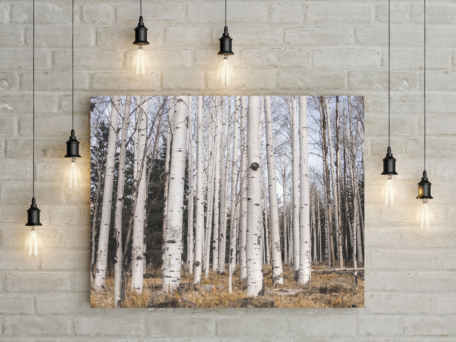 Aspen Forest Photo Print Trees of Reason Flagstaff Wall Art