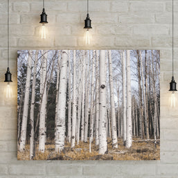 Aspen Forest Photo Print Trees of Reason Flagstaff Wall Art