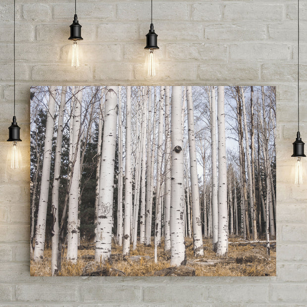 Aspen Forest Photo Print Trees of Reason Flagstaff Wall Art