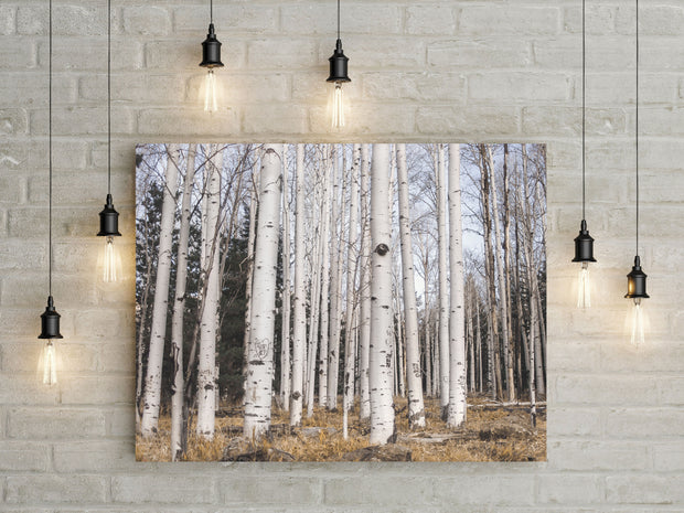 Aspen Forest Photo Print Trees of Reason Flagstaff Wall Art