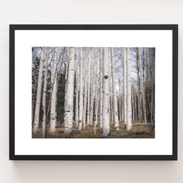 Aspen Forest Photo Print Trees of Reason Flagstaff Wall Art