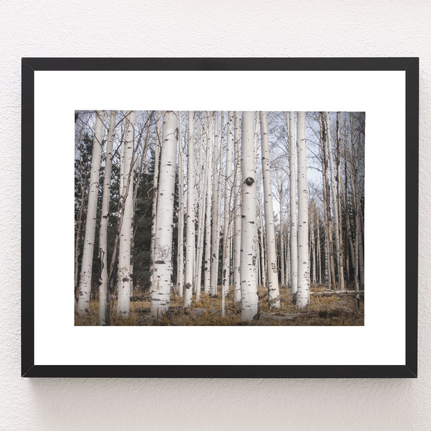 Aspen Forest Photo Print Trees of Reason Flagstaff Wall Art