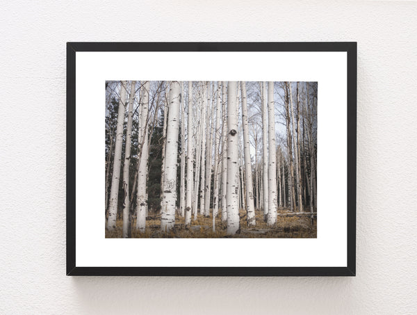 Aspen Forest Photo Print Trees of Reason Flagstaff Wall Art