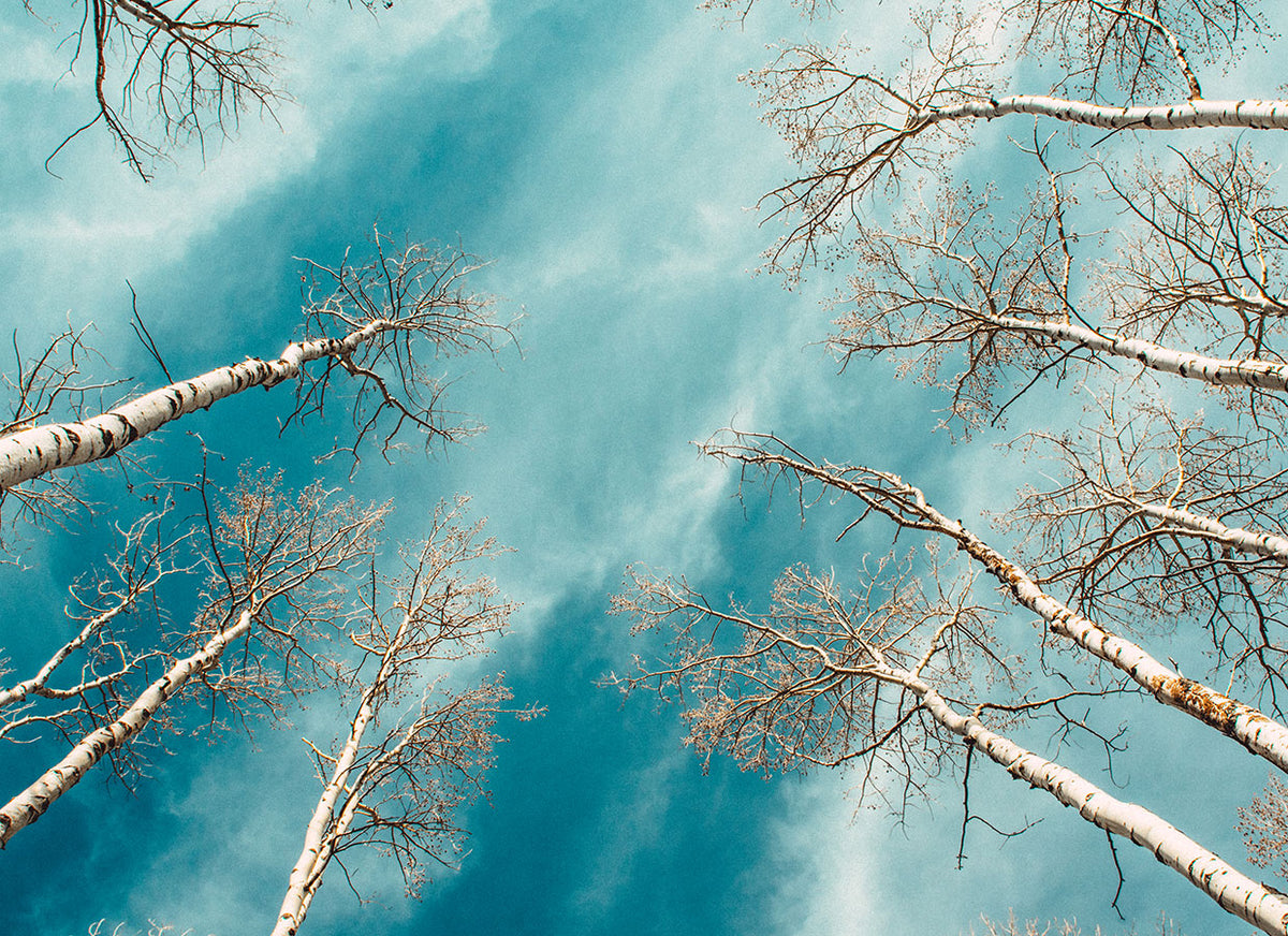 Colorado Aspen Forest and Sky Photo Print Aspens Up -