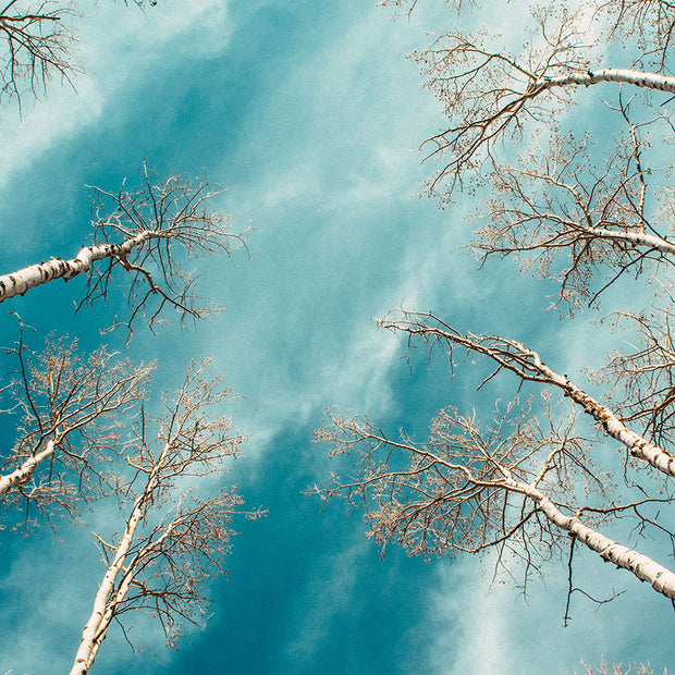Colorado Aspen Forest and Sky Photo Print Aspens Up -