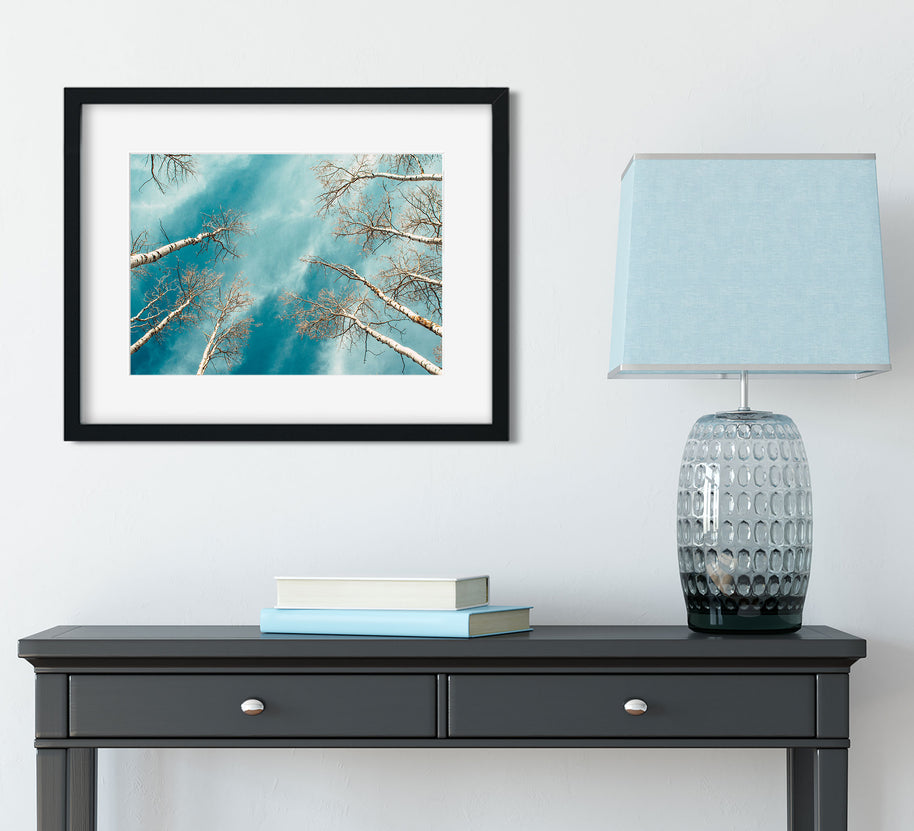 Colorado Aspen Forest and Sky Photo Print Aspens Up -