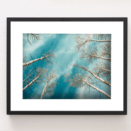 Colorado Aspen Forest and Sky Photo Print Aspens Up -
