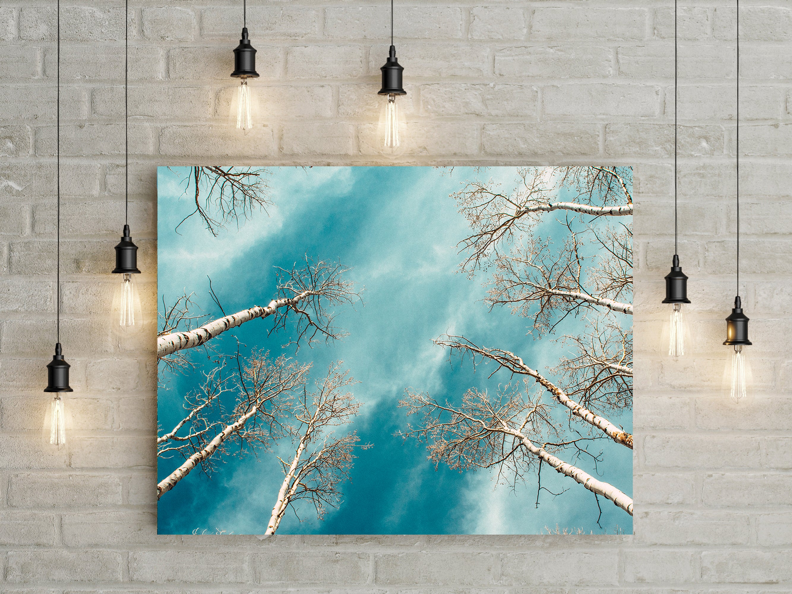 Colorado Aspen Forest and Sky Photo Print Aspens Up -
