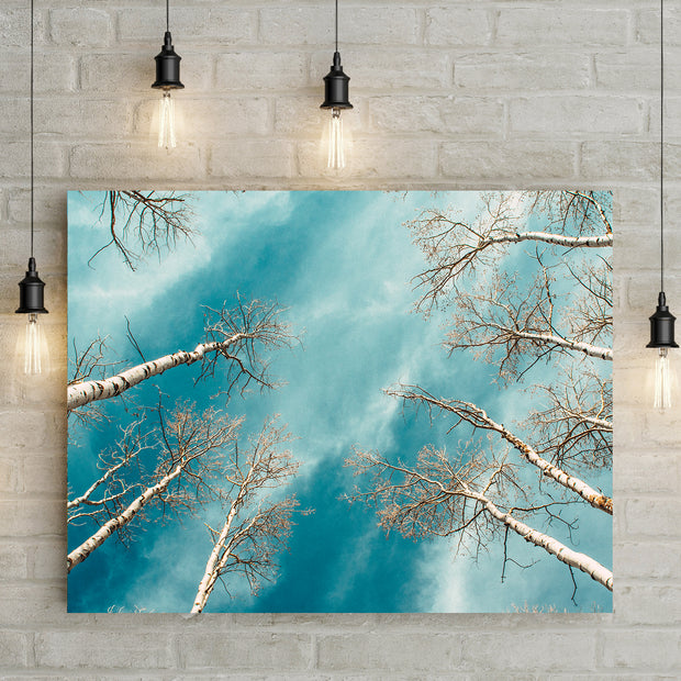 Colorado Aspen Forest and Sky Photo Print Aspens Up -