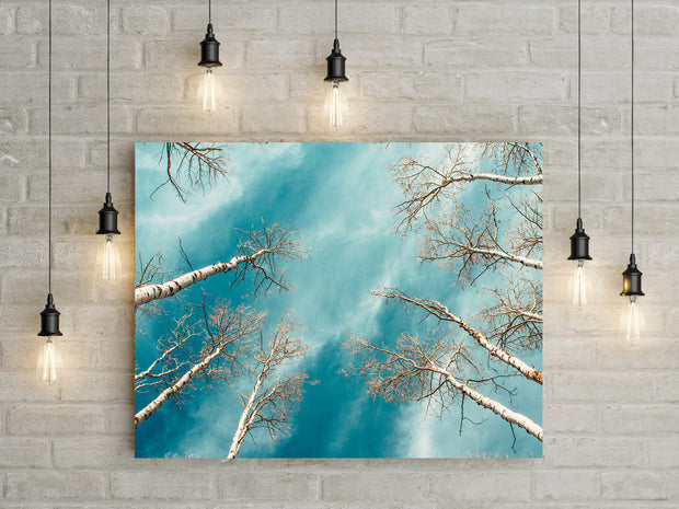 Colorado Aspen Forest and Sky Photo Print Aspens Up -