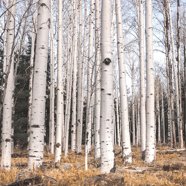 Birch Forest Triptych Large Canvas Wall Art or 3 Prints -