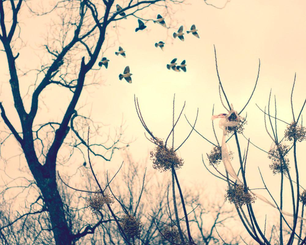 Birds in Flight Dreamy Fine Art Print - Photography