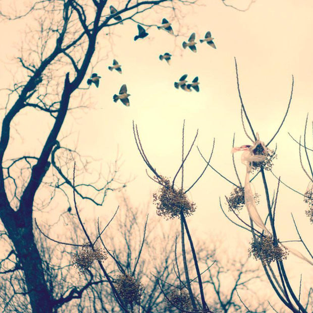Birds in Flight Dreamy Fine Art Print - Photography