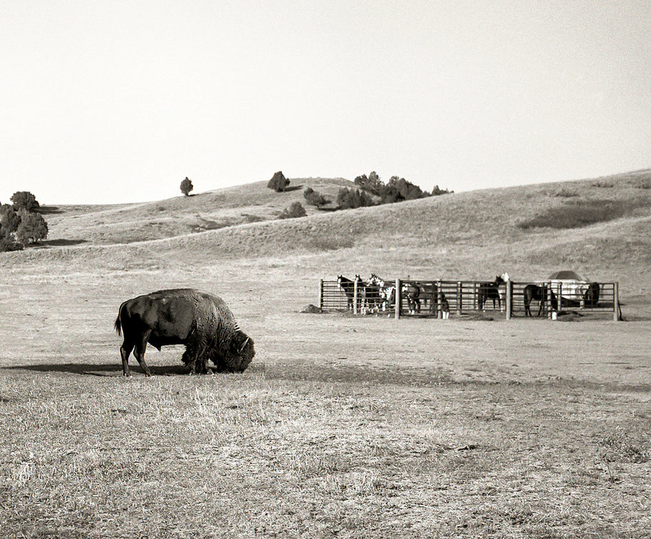 American Bison and Horses South Dakota Badlands Black White
