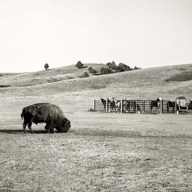 American Bison and Horses South Dakota Badlands Black White