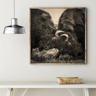Bison Battle, Fine Art Wildlife Photography Lost Kat Photography