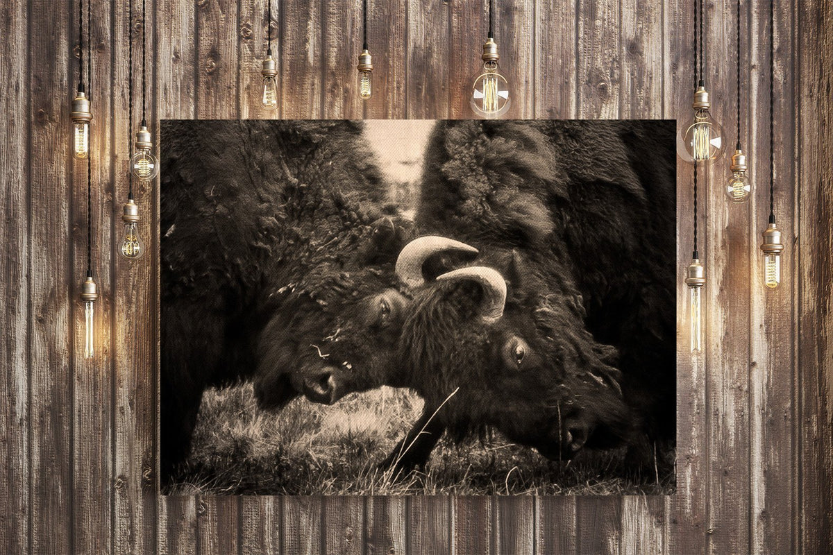 Bison Battle, Fine Art Wildlife Photography Lost Kat Photography