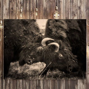 Bison Battle, Fine Art Wildlife Photography Lost Kat Photography