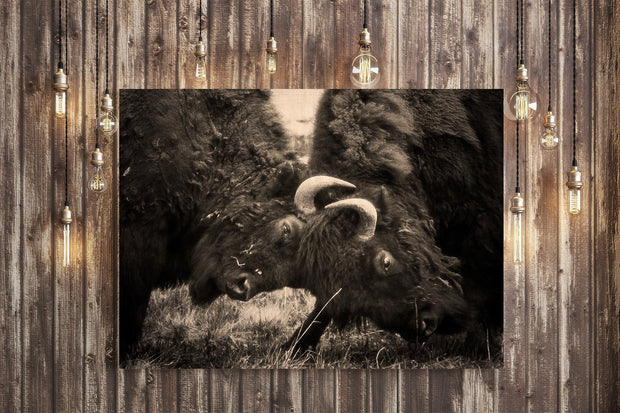 Bison Battle, Fine Art Wildlife Photography Lost Kat Photography