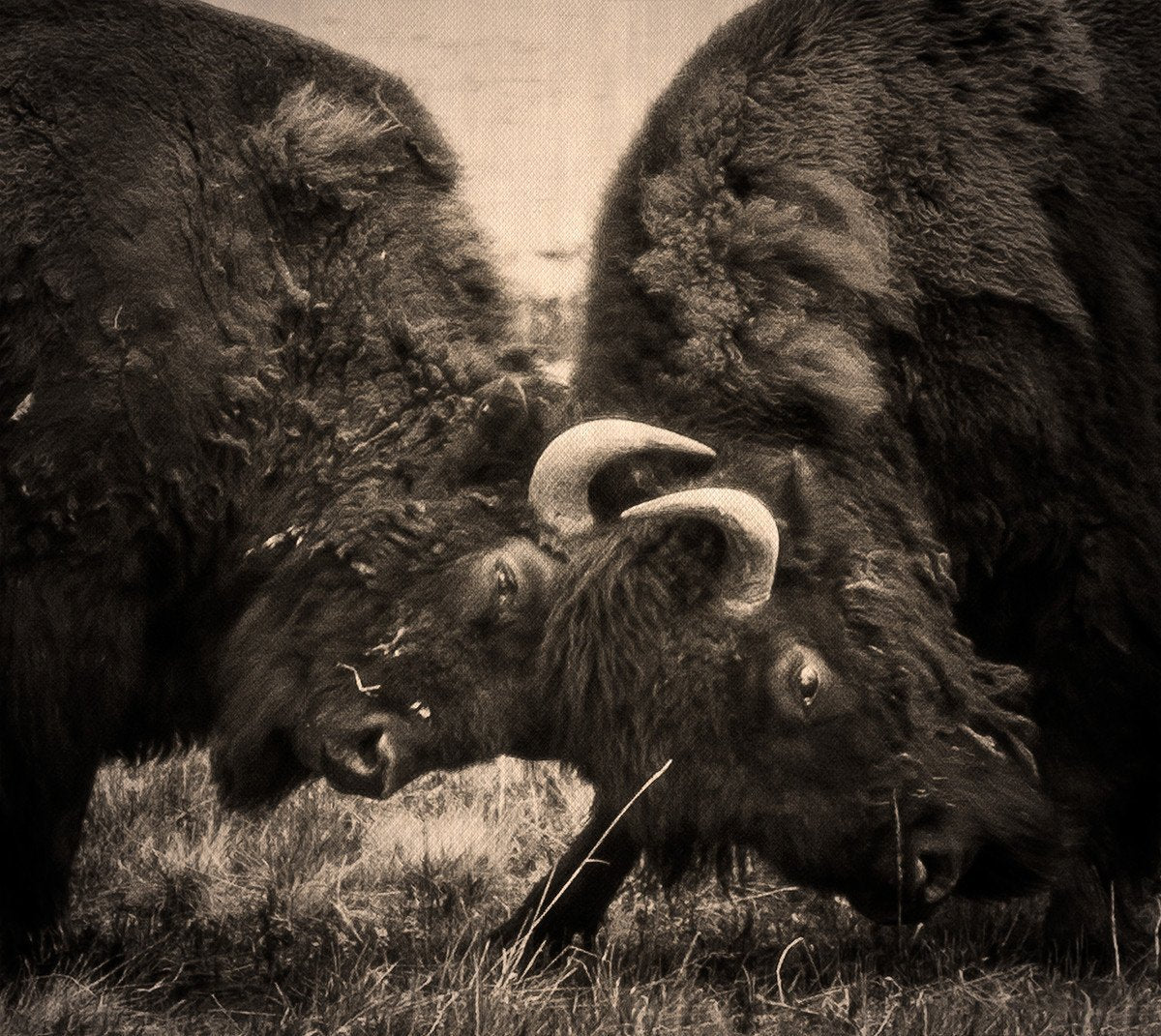 Bison Battle, Fine Art Wildlife Photography Lost Kat Photography