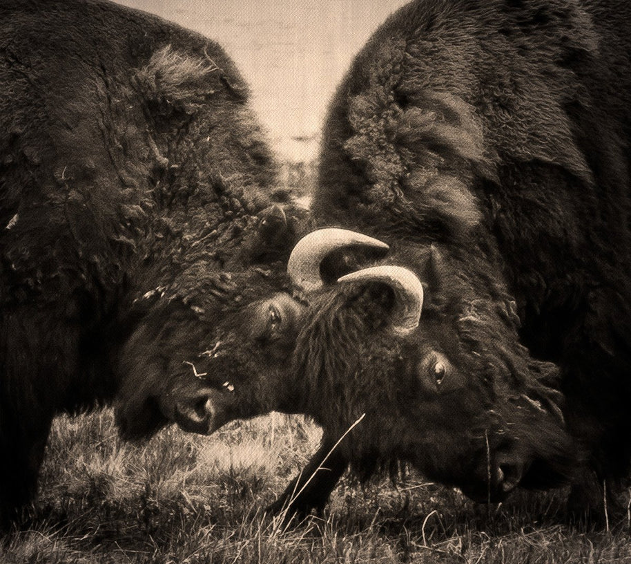 Bison Battle, Fine Art Wildlife Photography Lost Kat Photography